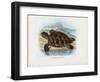 Hawksbill Sea Turtle, 1863-79-Raimundo Petraroja-Framed Giclee Print