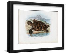 Hawksbill Sea Turtle, 1863-79-Raimundo Petraroja-Framed Giclee Print