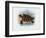 Hawksbill Sea Turtle, 1863-79-Raimundo Petraroja-Framed Giclee Print