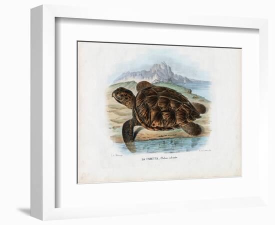 Hawksbill Sea Turtle, 1863-79-Raimundo Petraroja-Framed Giclee Print