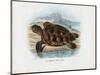 Hawksbill Sea Turtle, 1863-79-Raimundo Petraroja-Mounted Giclee Print