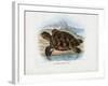 Hawksbill Sea Turtle, 1863-79-Raimundo Petraroja-Framed Giclee Print