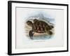 Hawksbill Sea Turtle, 1863-79-Raimundo Petraroja-Framed Giclee Print