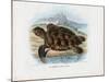 Hawksbill Sea Turtle, 1863-79-Raimundo Petraroja-Mounted Giclee Print