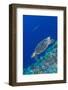 Hawksbill Sea Turtle at the Edge of a Wall with Sharks-Stocktrek Images-Framed Photographic Print