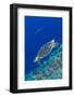 Hawksbill Sea Turtle at the Edge of a Wall with Sharks-Stocktrek Images-Framed Photographic Print