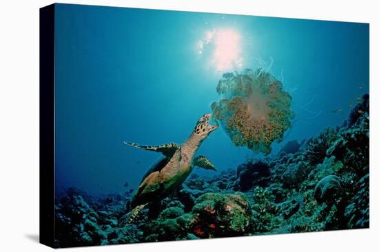 Hawksbill Sea Turtle (Eretmochelys Imbricata) Eating a Jellyfish, Indian Ocean-Reinhard Dirscherl-Stretched Canvas