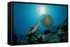 Hawksbill Sea Turtle (Eretmochelys Imbricata) Eating a Jellyfish, Indian Ocean-Reinhard Dirscherl-Framed Stretched Canvas