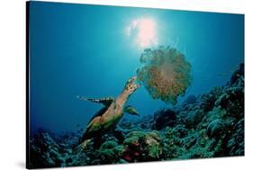 Hawksbill Sea Turtle (Eretmochelys Imbricata) Eating a Jellyfish, Indian Ocean-Reinhard Dirscherl-Stretched Canvas