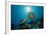 Hawksbill Sea Turtle (Eretmochelys Imbricata) Eating a Jellyfish, Indian Ocean-Reinhard Dirscherl-Framed Photographic Print