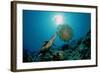 Hawksbill Sea Turtle (Eretmochelys Imbricata) Eating a Jellyfish, Indian Ocean-Reinhard Dirscherl-Framed Photographic Print