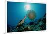 Hawksbill Sea Turtle (Eretmochelys Imbricata) Eating a Jellyfish, Indian Ocean-Reinhard Dirscherl-Framed Photographic Print