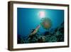 Hawksbill Sea Turtle (Eretmochelys Imbricata) Eating a Jellyfish, Indian Ocean-Reinhard Dirscherl-Framed Photographic Print