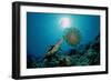 Hawksbill Sea Turtle (Eretmochelys Imbricata) Eating a Jellyfish, Indian Ocean-Reinhard Dirscherl-Framed Photographic Print