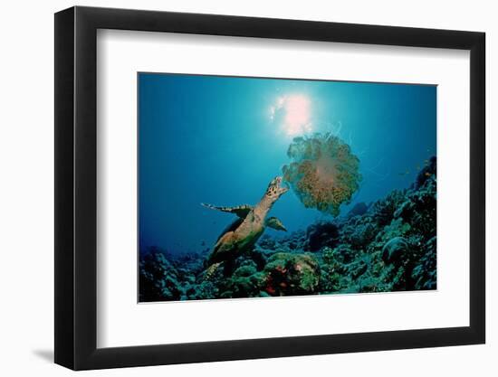 Hawksbill Sea Turtle (Eretmochelys Imbricata) Eating a Jellyfish, Indian Ocean-Reinhard Dirscherl-Framed Photographic Print