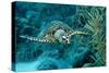 Hawksbill Sea Turtle, Eretmochelys Imbricata, Martinique, French West Indies, Caribbean Sea-Reinhard Dirscherl-Stretched Canvas