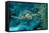 Hawksbill Sea Turtle, Eretmochelys Imbricata, Martinique, French West Indies, Caribbean Sea-Reinhard Dirscherl-Framed Stretched Canvas