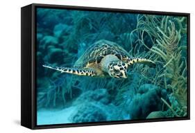 Hawksbill Sea Turtle, Eretmochelys Imbricata, Martinique, French West Indies, Caribbean Sea-Reinhard Dirscherl-Framed Stretched Canvas