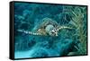 Hawksbill Sea Turtle, Eretmochelys Imbricata, Martinique, French West Indies, Caribbean Sea-Reinhard Dirscherl-Framed Stretched Canvas