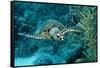 Hawksbill Sea Turtle, Eretmochelys Imbricata, Martinique, French West Indies, Caribbean Sea-Reinhard Dirscherl-Framed Stretched Canvas