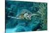 Hawksbill Sea Turtle, Eretmochelys Imbricata, Martinique, French West Indies, Caribbean Sea-Reinhard Dirscherl-Stretched Canvas