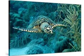 Hawksbill Sea Turtle, Eretmochelys Imbricata, Martinique, French West Indies, Caribbean Sea-Reinhard Dirscherl-Stretched Canvas