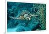 Hawksbill Sea Turtle, Eretmochelys Imbricata, Martinique, French West Indies, Caribbean Sea-Reinhard Dirscherl-Framed Photographic Print