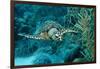 Hawksbill Sea Turtle, Eretmochelys Imbricata, Martinique, French West Indies, Caribbean Sea-Reinhard Dirscherl-Framed Photographic Print