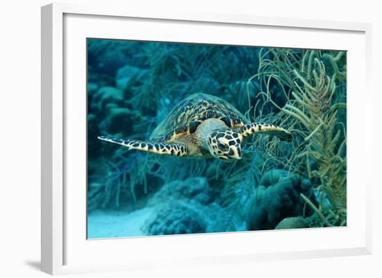 Hawksbill Sea Turtle, Eretmochelys Imbricata, Martinique, French West Indies, Caribbean Sea-Reinhard Dirscherl-Framed Photographic Print