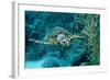 Hawksbill Sea Turtle, Eretmochelys Imbricata, Martinique, French West Indies, Caribbean Sea-Reinhard Dirscherl-Framed Photographic Print