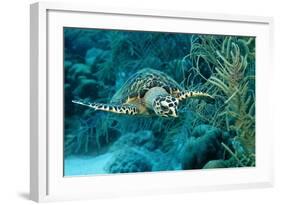 Hawksbill Sea Turtle, Eretmochelys Imbricata, Martinique, French West Indies, Caribbean Sea-Reinhard Dirscherl-Framed Photographic Print