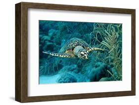 Hawksbill Sea Turtle, Eretmochelys Imbricata, Martinique, French West Indies, Caribbean Sea-Reinhard Dirscherl-Framed Photographic Print