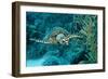 Hawksbill Sea Turtle, Eretmochelys Imbricata, Martinique, French West Indies, Caribbean Sea-Reinhard Dirscherl-Framed Photographic Print