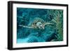 Hawksbill Sea Turtle, Eretmochelys Imbricata, Martinique, French West Indies, Caribbean Sea-Reinhard Dirscherl-Framed Photographic Print