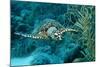 Hawksbill Sea Turtle, Eretmochelys Imbricata, Martinique, French West Indies, Caribbean Sea-Reinhard Dirscherl-Mounted Photographic Print