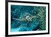 Hawksbill Sea Turtle, Eretmochelys Imbricata, Martinique, French West Indies, Caribbean Sea-Reinhard Dirscherl-Framed Photographic Print