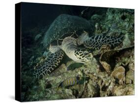 Hawksbill Sea Turtle Feeding, Bunaken Marine Park, Indonesia-Stocktrek Images-Stretched Canvas
