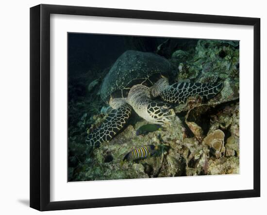 Hawksbill Sea Turtle Feeding, Bunaken Marine Park, Indonesia-Stocktrek Images-Framed Photographic Print