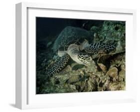 Hawksbill Sea Turtle Feeding, Bunaken Marine Park, Indonesia-Stocktrek Images-Framed Photographic Print