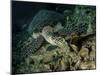 Hawksbill Sea Turtle Feeding, Bunaken Marine Park, Indonesia-Stocktrek Images-Mounted Photographic Print