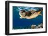 Hawksbill Sea Turtle-Maldives-null-Framed Art Print