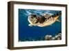 Hawksbill Sea Turtle-Maldives-null-Framed Art Print