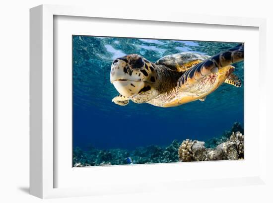 Hawksbill Sea Turtle-Maldives-null-Framed Art Print