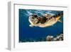 Hawksbill Sea Turtle-Maldives-null-Framed Art Print