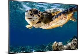 Hawksbill Sea Turtle-Maldives-null-Mounted Art Print