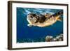 Hawksbill Sea Turtle-Maldives-null-Framed Art Print