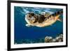 Hawksbill Sea Turtle-Maldives-null-Framed Art Print