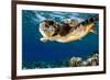 Hawksbill Sea Turtle-Maldives-null-Framed Art Print