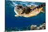 Hawksbill Sea Turtle-Maldives-null-Mounted Art Print