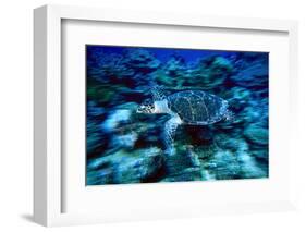 Hawksbill Sea Turtle, Maldives-Stuart Westmorland-Framed Photographic Print